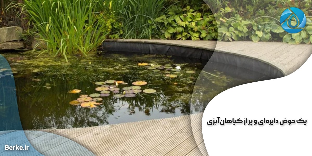 یک حوض دایره‌ای و پر از گیاهان آبزی
