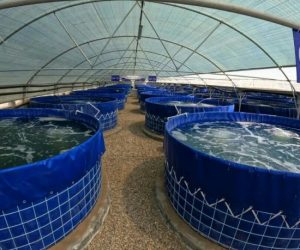 پرورش ماهی کپور در استخر ذخیره اب کشاورزی