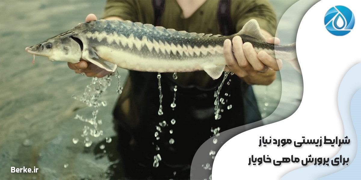 شرایط زیستی مورد نیاز برای پرورش ماهی خاویار