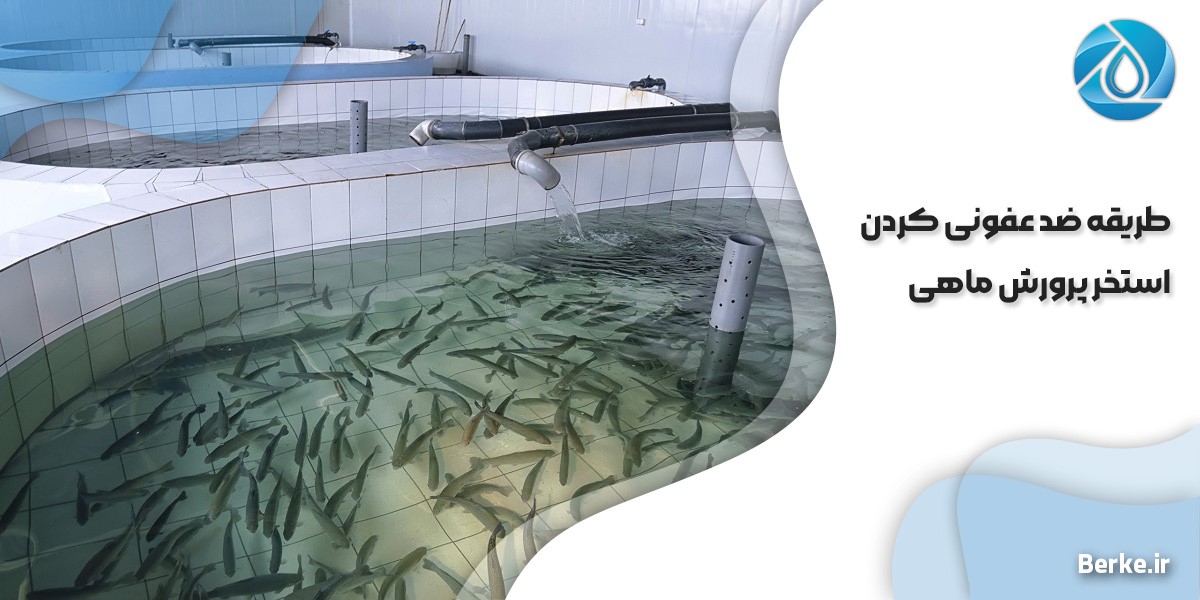 طریقه ضد عفونی کردن استخر پرورش ماهی