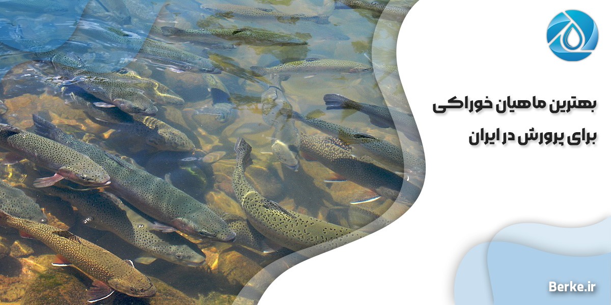بهترین ماهیان خوراکی برای پرورش در ایران