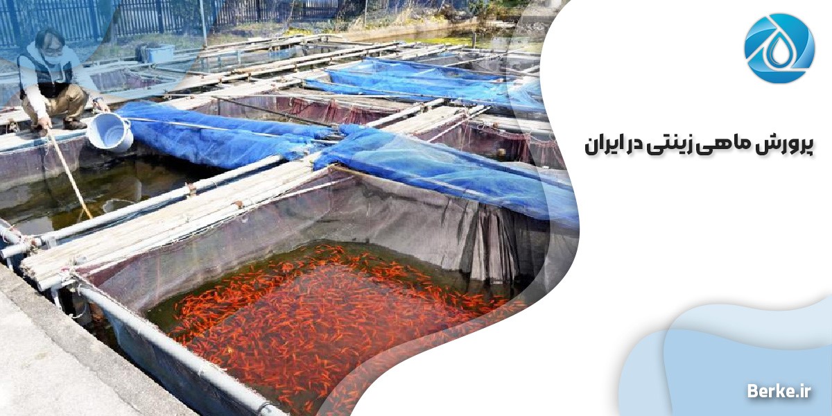 پرورش ماهی زینتی در ایران